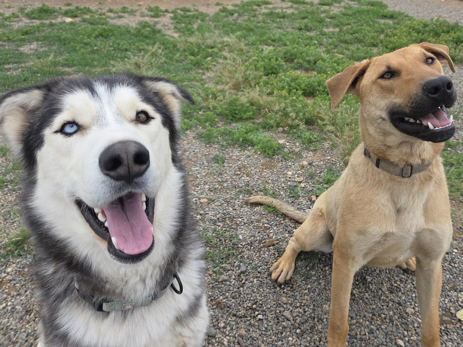 Koda, an adoptable Alaskan Malamute, Siberian Husky in Yreka, CA, 96097 | Photo Image 2