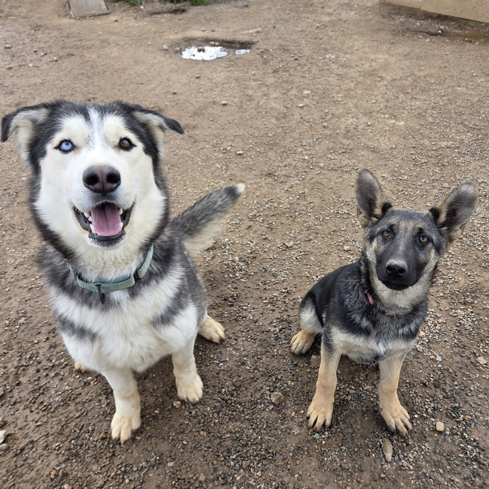 Koda, an adoptable Alaskan Malamute, Siberian Husky in Yreka, CA, 96097 | Photo Image 3