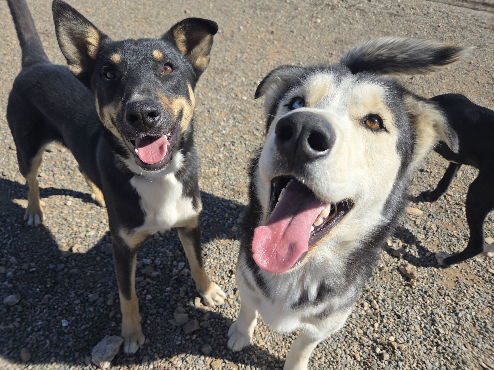 Koda, an adoptable Alaskan Malamute, Siberian Husky in Yreka, CA, 96097 | Photo Image 3