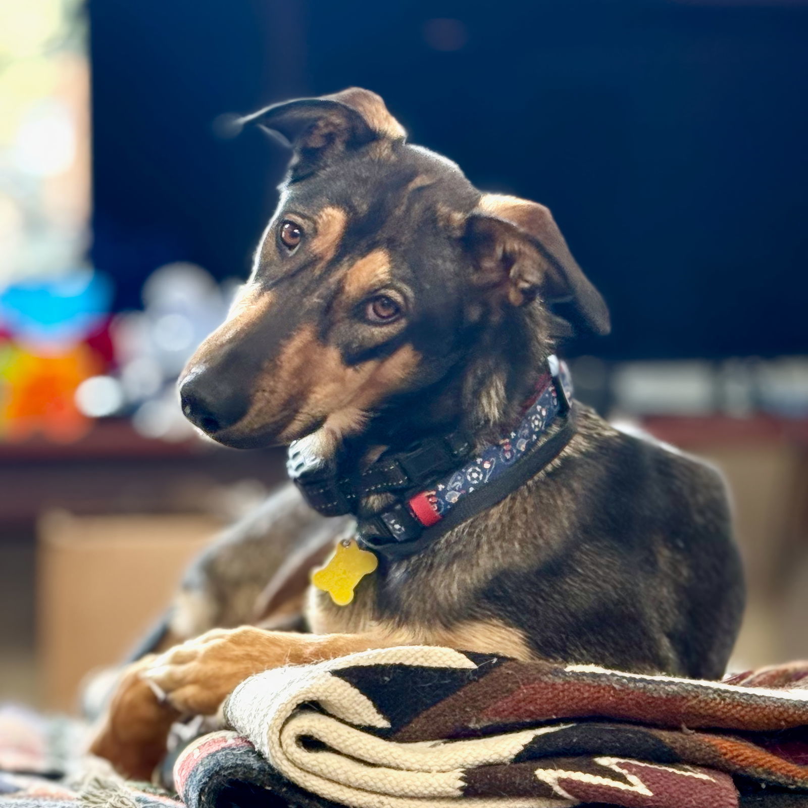 Jamie Sable, an adoptable Doberman Pinscher in Salt Lake City, UT, 84171 | Photo Image 1