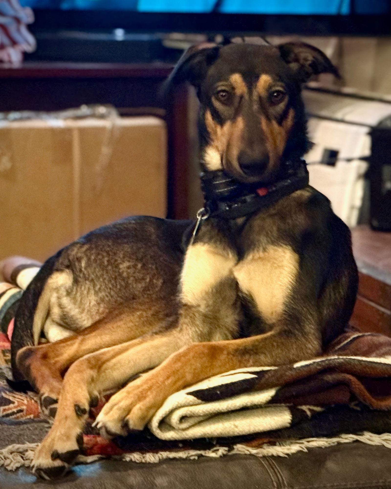 Jamie Sable, an adoptable Doberman Pinscher in Salt Lake City, UT, 84171 | Photo Image 2