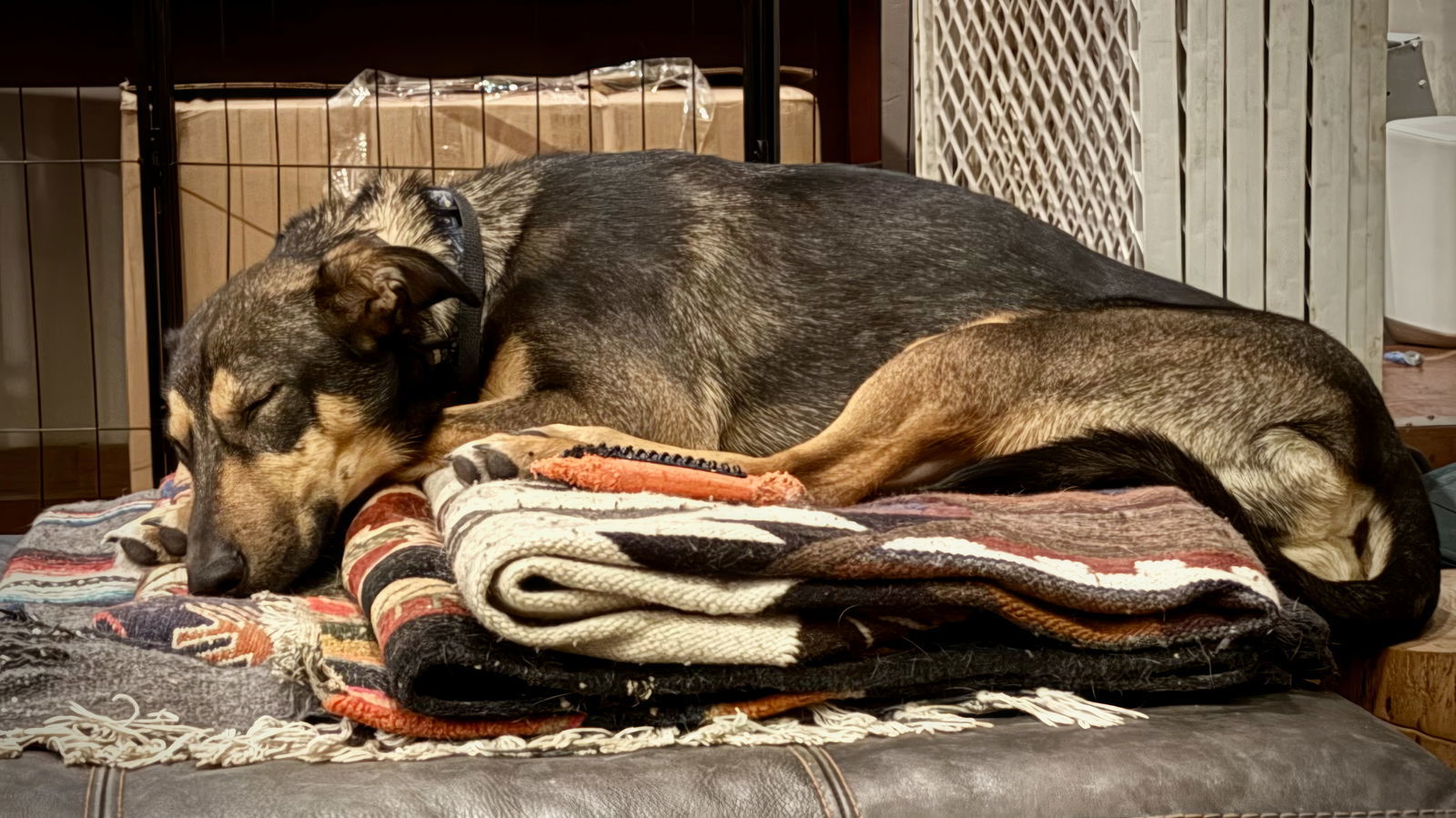 Jamie Sable, an adoptable Doberman Pinscher in Salt Lake City, UT, 84171 | Photo Image 3