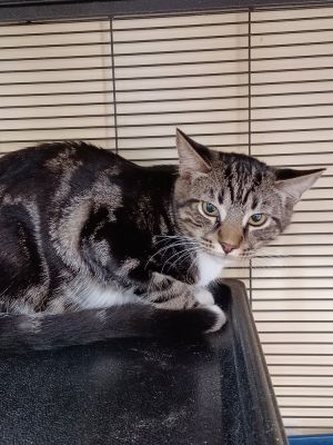 6967 Mystic, Baby Male Domestic Short Hair