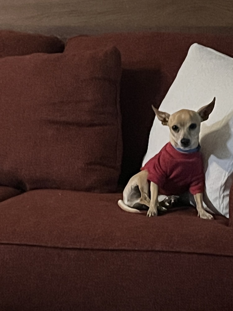 Skelly (SC), an adoptable Chihuahua in San Angelo, TX, 76905 | Photo Image 1