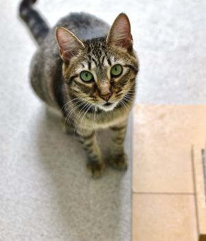 Cinda and Jack came to Good Mews after being found living outside as strays in a community cat setti
