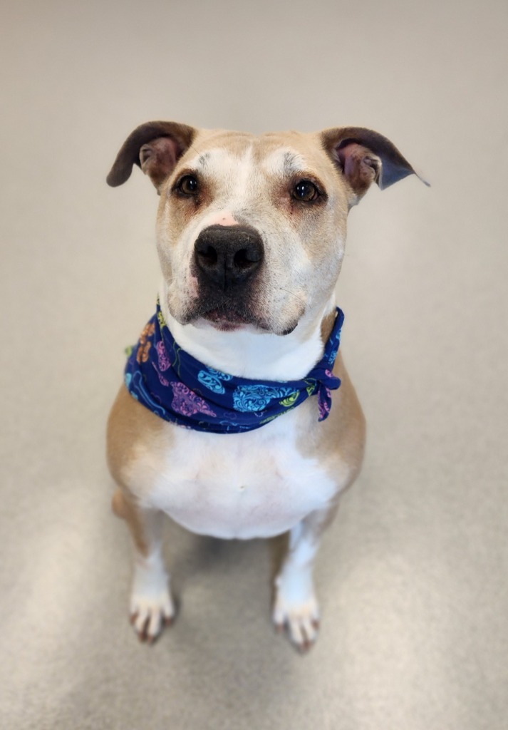Hazel May, an adoptable Pit Bull Terrier in Superior, WI, 54880 | Photo Image 1