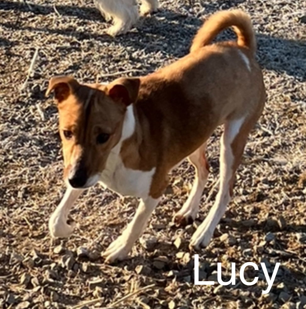 Lucie*