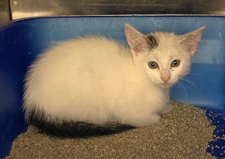 Stella, an adoptable Domestic Short Hair in Great Bend, KS, 67530 | Photo Image 2