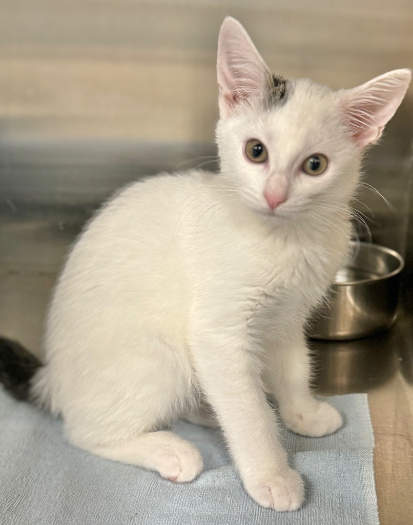 Stella, an adoptable Domestic Short Hair in Great Bend, KS, 67530 | Photo Image 3