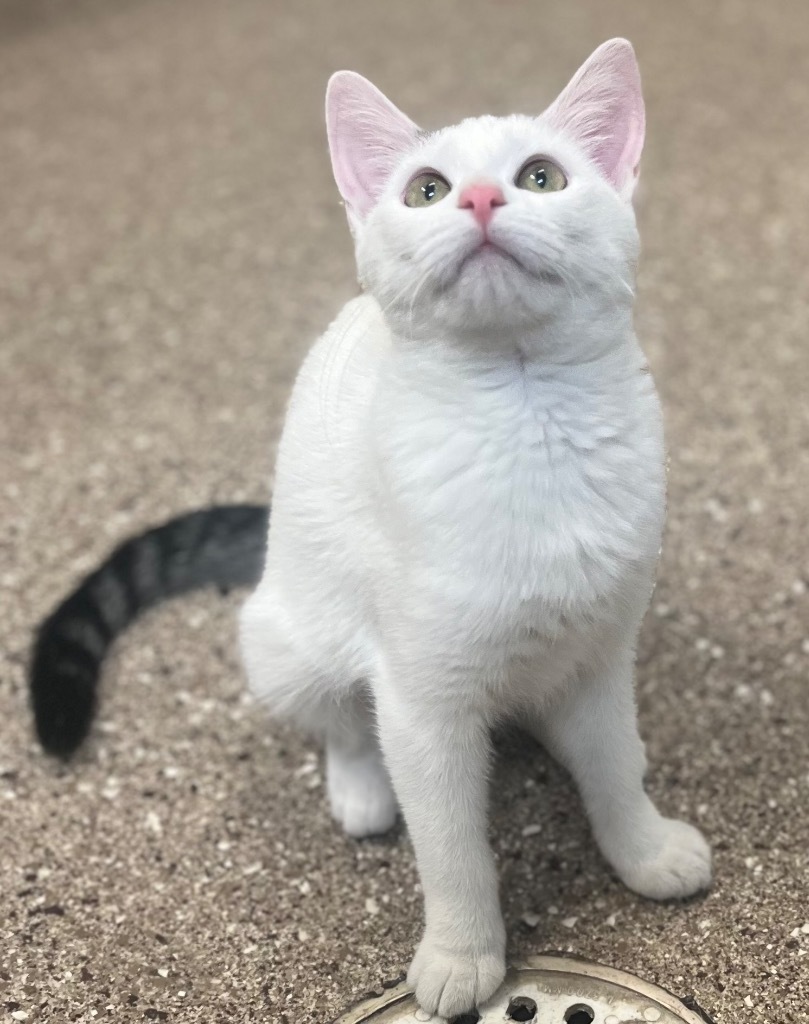 Stella, an adoptable Domestic Short Hair in Great Bend, KS, 67530 | Photo Image 4
