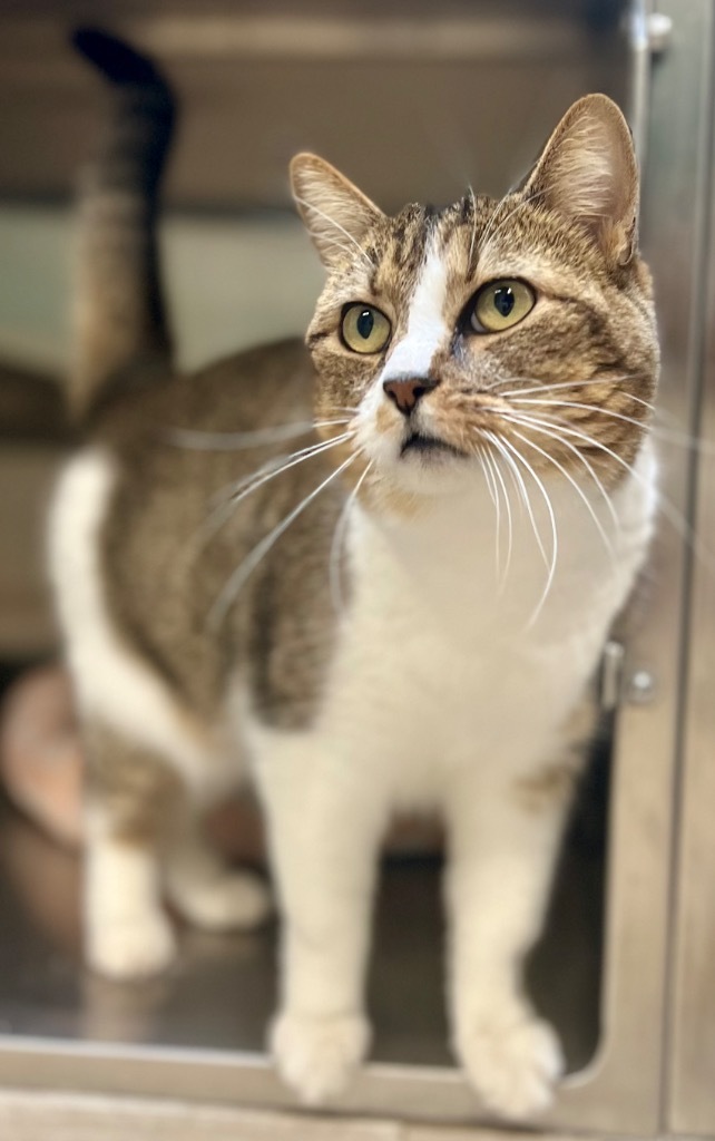 Truffles, an adoptable Domestic Short Hair in Great Bend, KS, 67530 | Photo Image 1