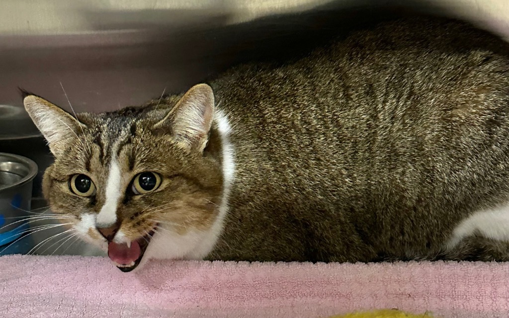 Truffles, an adoptable Domestic Short Hair in Great Bend, KS, 67530 | Photo Image 2
