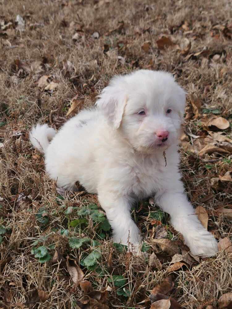 Gordy, an adoptable Aussiedoodle in Troy, IL, 62294 | Photo Image 1