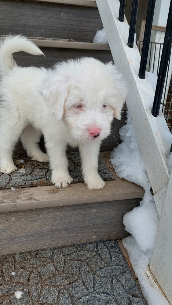 Gordy, an adoptable Aussiedoodle in Troy, IL, 62294 | Photo Image 2