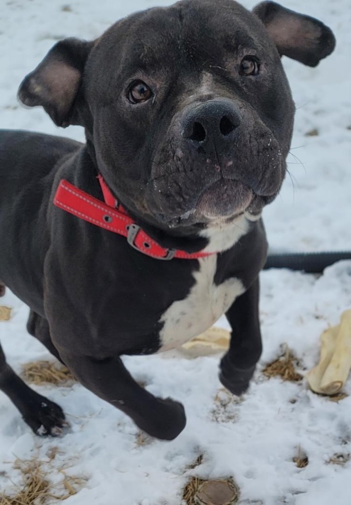 Bentley, an adoptable American Bulldog, Affenpinscher in Saginaw, MI, 48604 | Photo Image 1