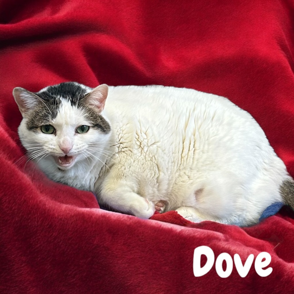 Dove, an adoptable Domestic Short Hair in Sorrento, LA, 70778 | Photo Image 1