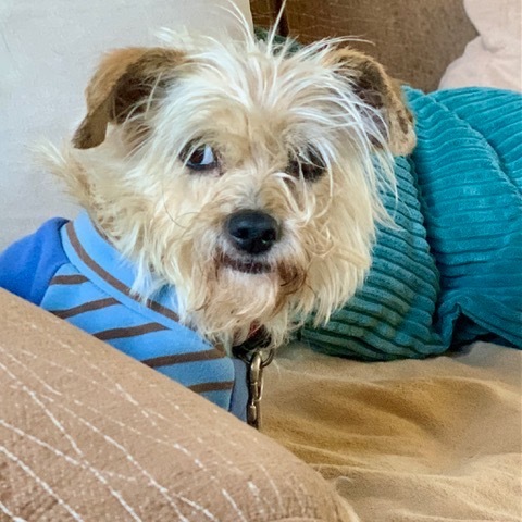 Rosie, an adoptable Mixed Breed in Madison, WI, 53716 | Photo Image 1
