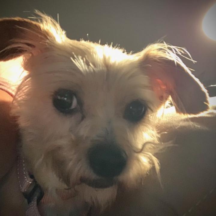 Rosie