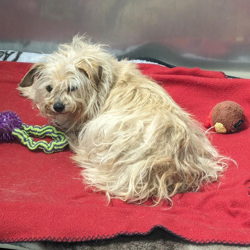Rosie, an adoptable Mixed Breed in Madison, WI, 53716 | Photo Image 6