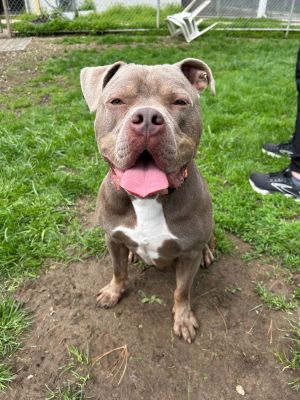 Hulk, Adult Male Pit Bull Terrier