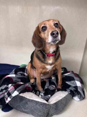 Dog for adoption - Annie, a Beagle in Marion, OH | Petfinder