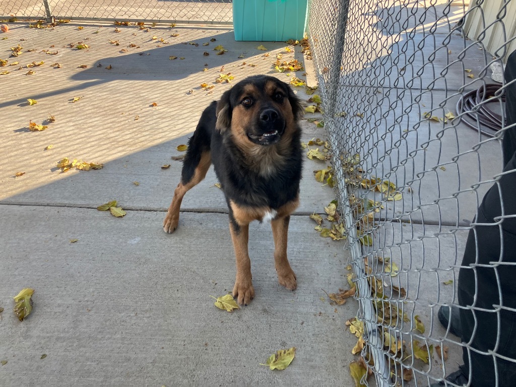 Dog for adoption - Bear, a Shepherd & Rottweiler Mix in Twentynine ...