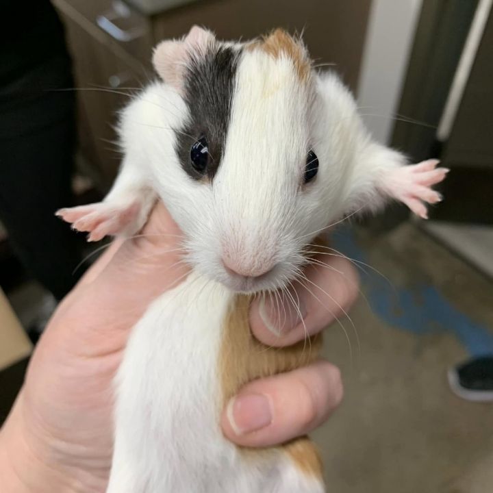 Modest Mouse 2