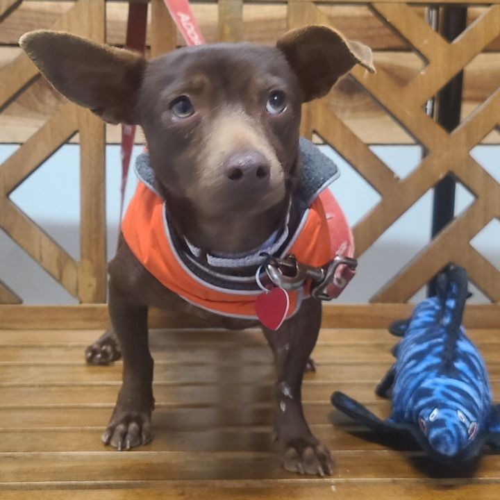 CANELA 2