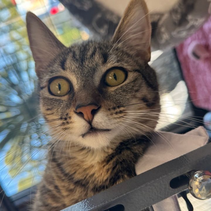 Journie 4