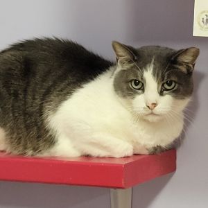 Cobalt- Fee Waived-Spirit Cat
