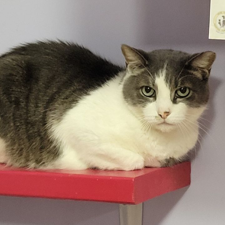 Cobalt- Fee Waived-Spirit Cat 1