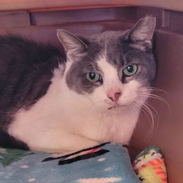 Cobalt- Fee Waived-Spirit Cat 2