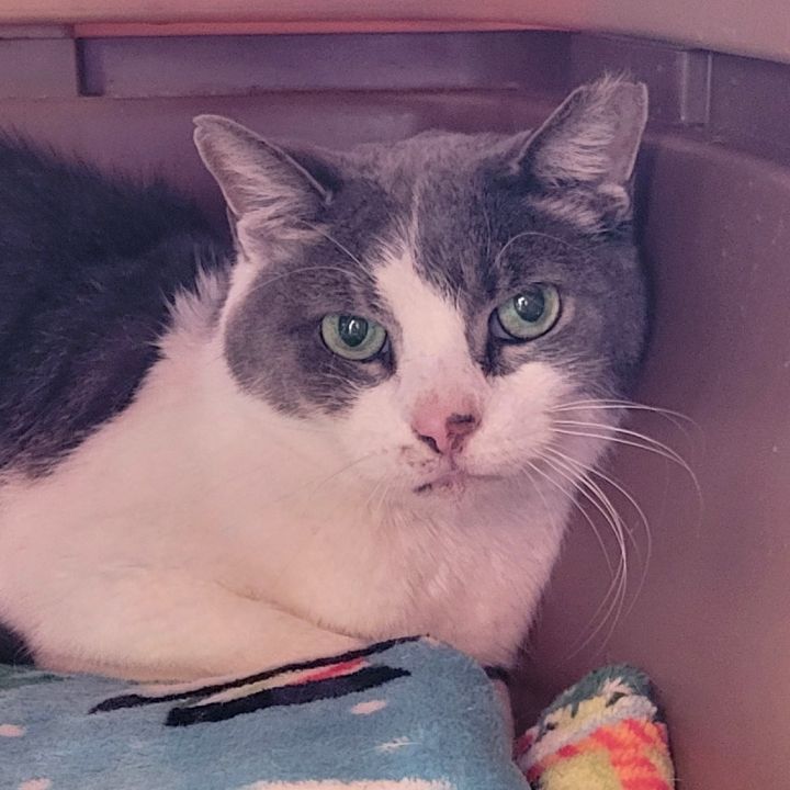 Cobalt- Fee Waived-Spirit Cat 3