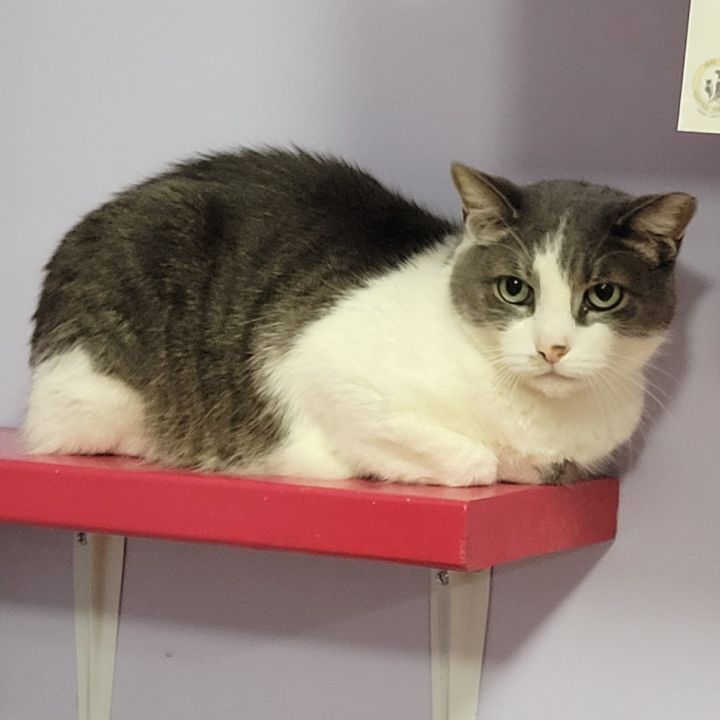 Cobalt- Fee Waived-Spirit Cat 4