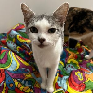 Slater, Young Male Domestic Short Hair