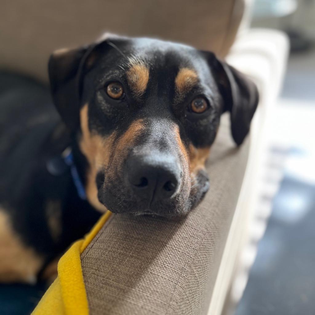 Dexter