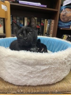 Theo Domestic Short Hair Cat