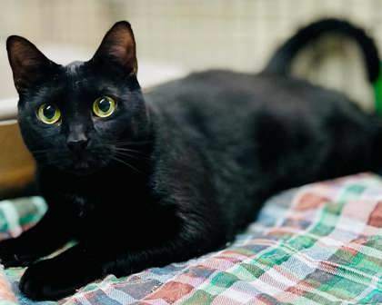 Betty(Foster Needed)
