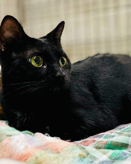Betty(Foster Needed)