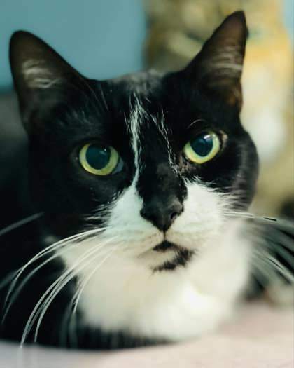Oreo(Foster Needed)