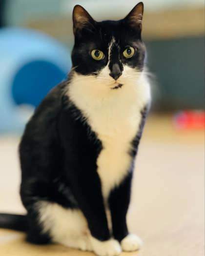 Oreo(Foster Needed)