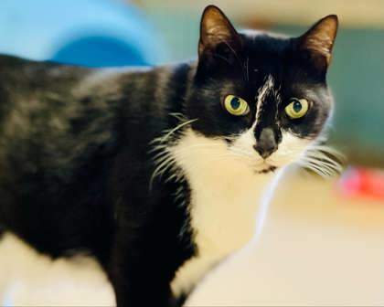 Oreo(Foster Needed)