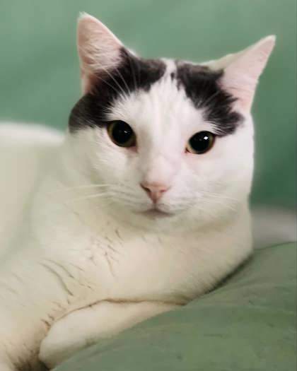 Chuck(Foster Needed)