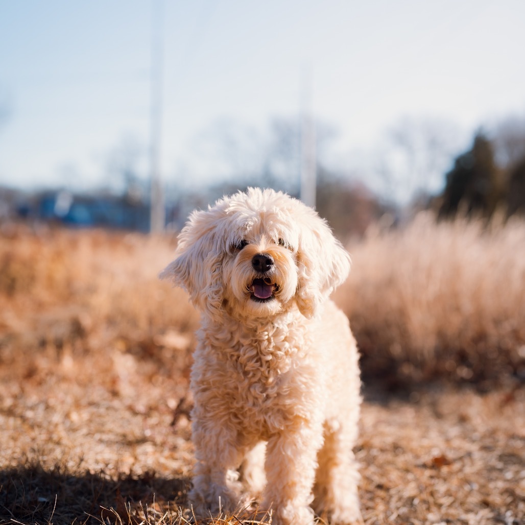 Bailey, an adoptable Cockapoo in Warwick, RI, 02886 | Photo Image 1