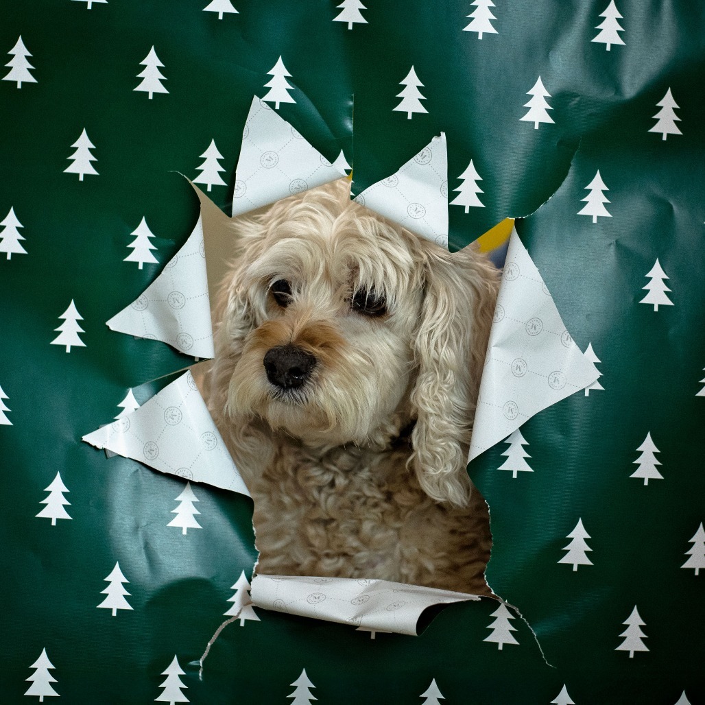 Bailey, an adoptable Cockapoo in Warwick, RI, 02886 | Photo Image 2