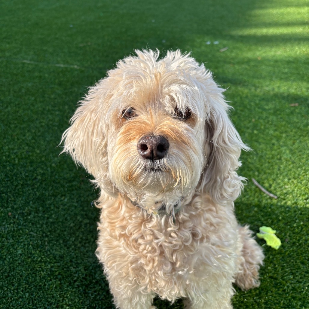 Bailey, an adoptable Cockapoo in Warwick, RI, 02886 | Photo Image 3