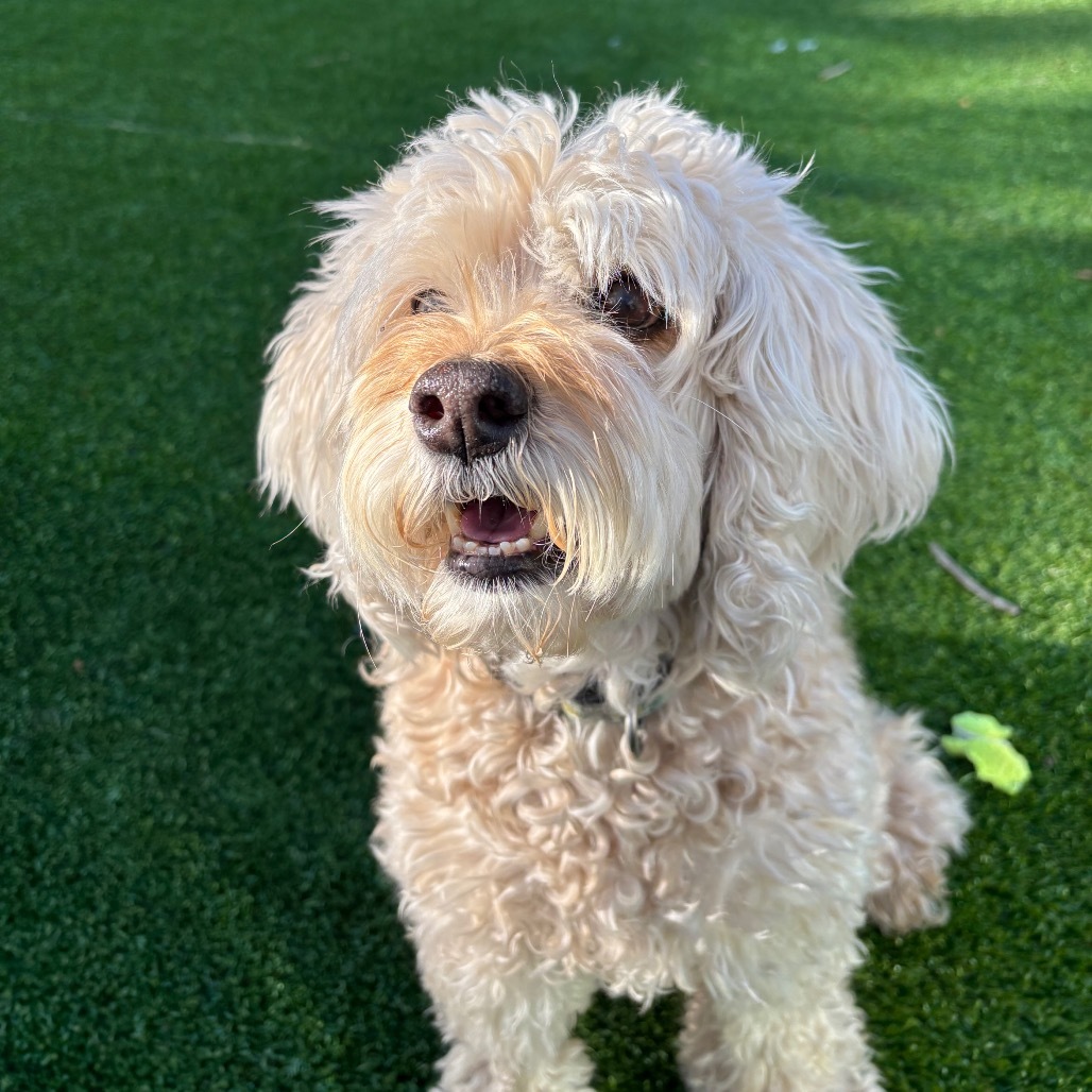 Bailey, an adoptable Cockapoo in Warwick, RI, 02886 | Photo Image 4