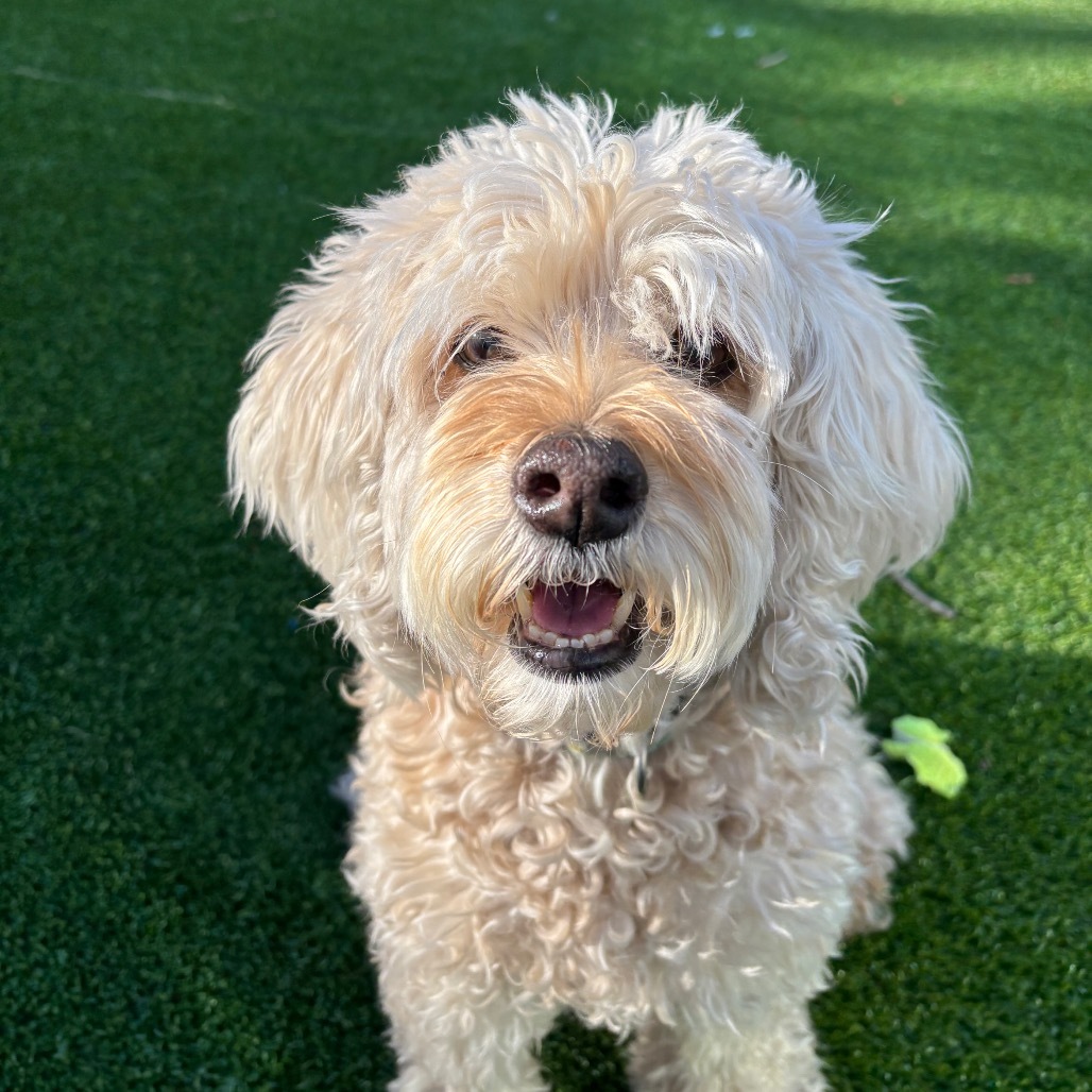 Bailey, an adoptable Cockapoo in Warwick, RI, 02886 | Photo Image 5