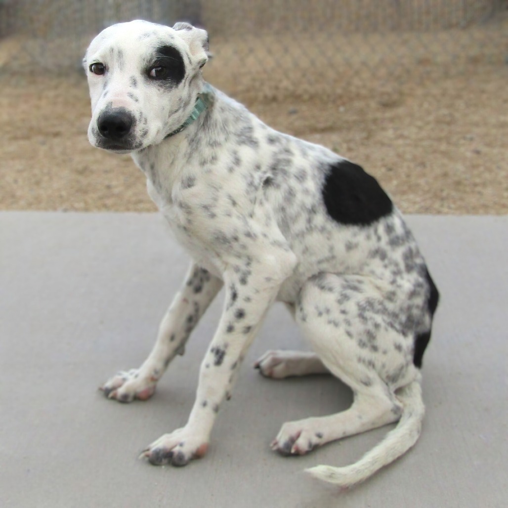 Rolly, an adoptable Mixed Breed in Las Cruces, NM, 88012 | Photo Image 1