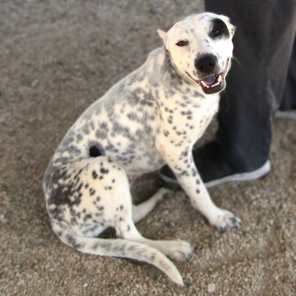 Rolly, an adoptable Mixed Breed in Las Cruces, NM, 88012 | Photo Image 1
